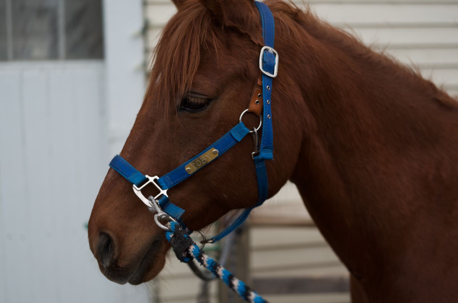 Summarit-S 70 CS sample photo. Horse, head, brown photography