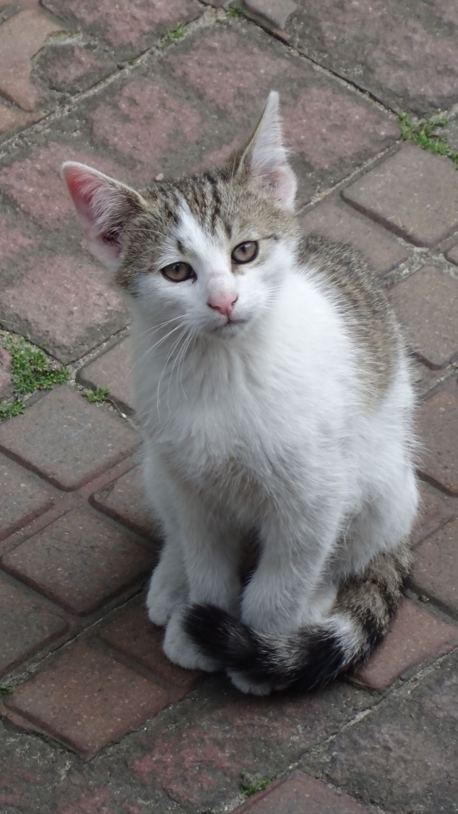 Sony DSC-HX60 sample photo. Cat, kitten, animal photography