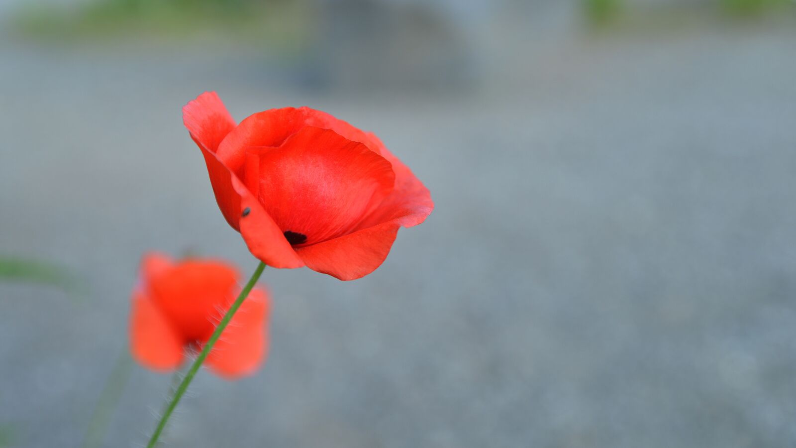 Nikon D800 sample photo. Poppy, flowers, spring photography