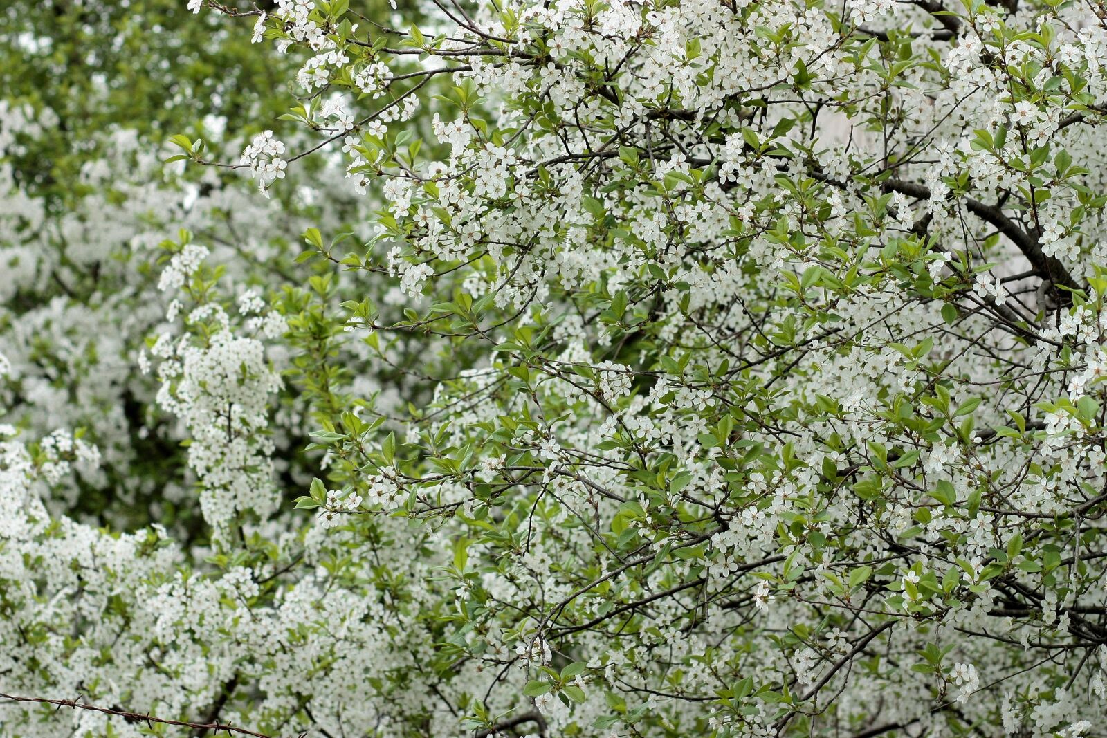 Canon EOS 450D (EOS Rebel XSi / EOS Kiss X2) sample photo. Flowers, white, casey photography