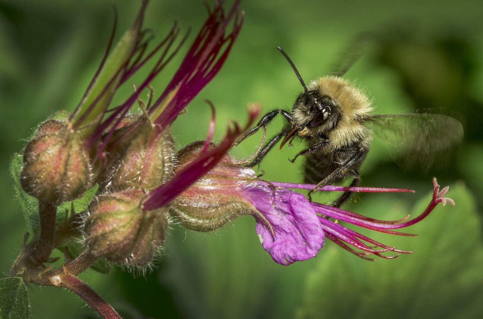 Canon EOS-1D X + Canon EF 100mm F2.8L Macro IS USM sample photo. Bourdon, gadfly, insect photography