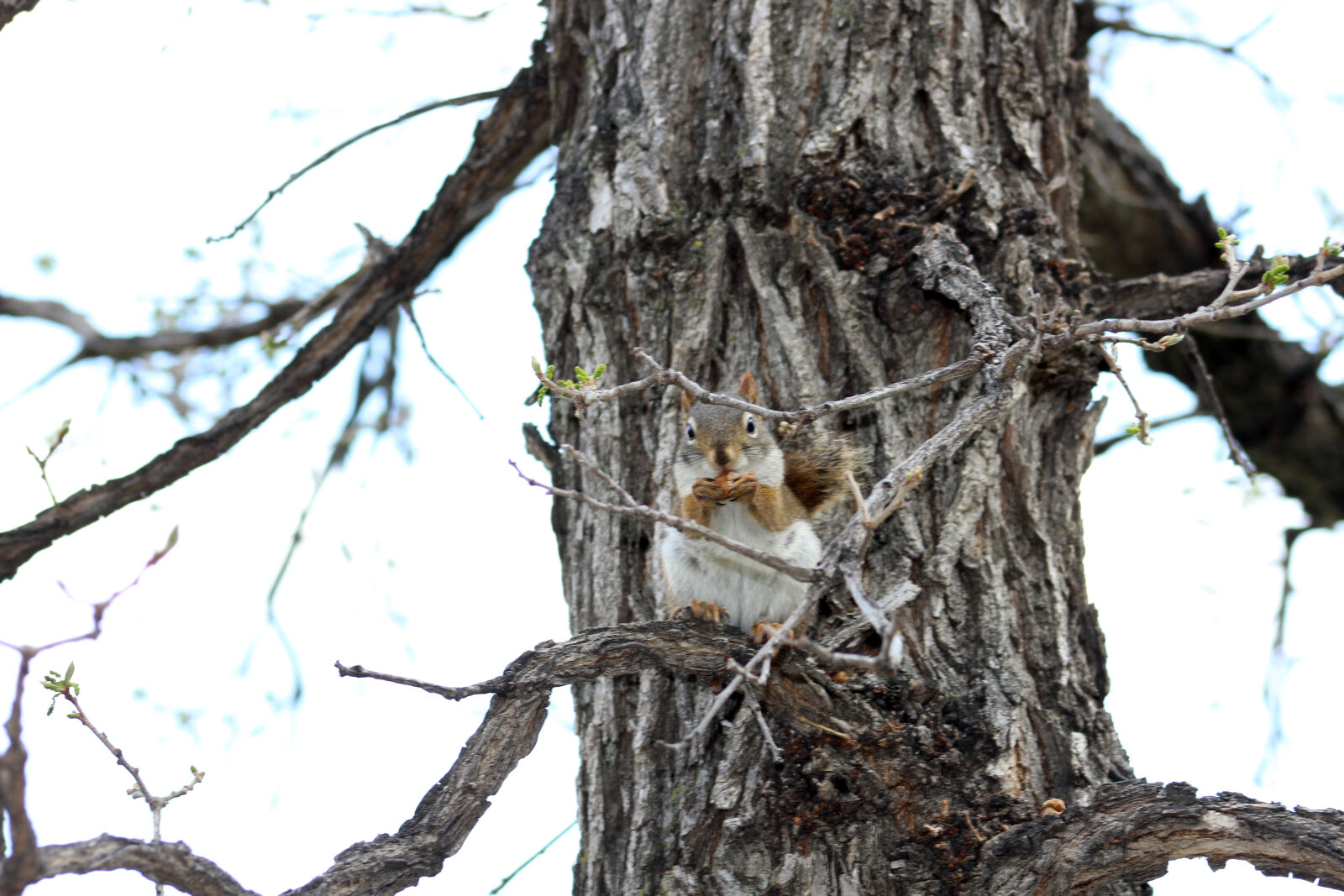 Canon EF 75-300mm f/4-5.6 USM sample photo. Nature, squirrel photography