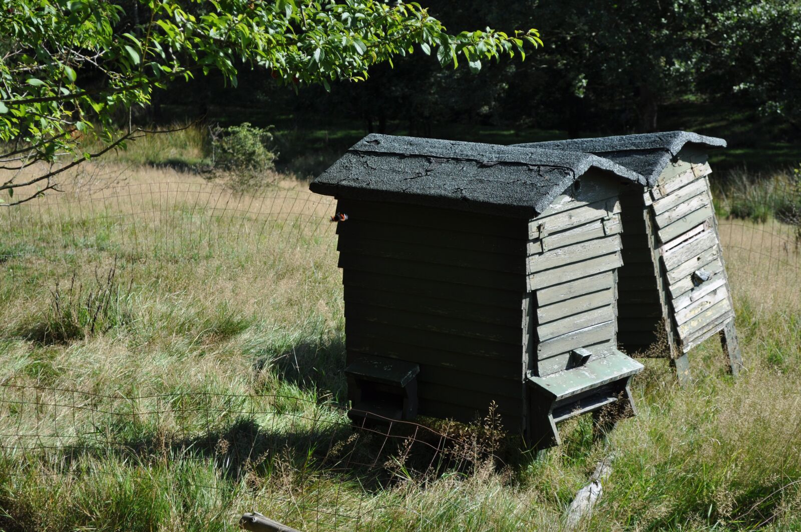 Nikon D5000 sample photo. Bee hives, bee, honey photography