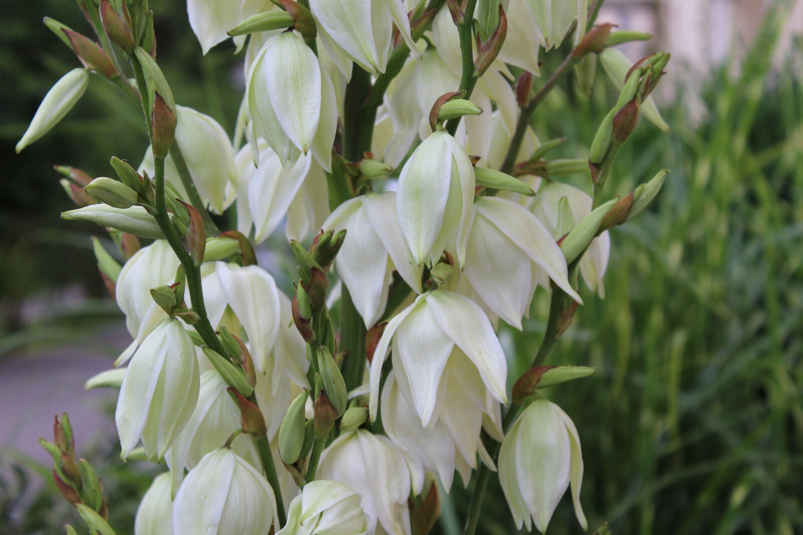 Canon EOS 1300D (EOS Rebel T6 / EOS Kiss X80) sample photo. White lily, lily, flower photography