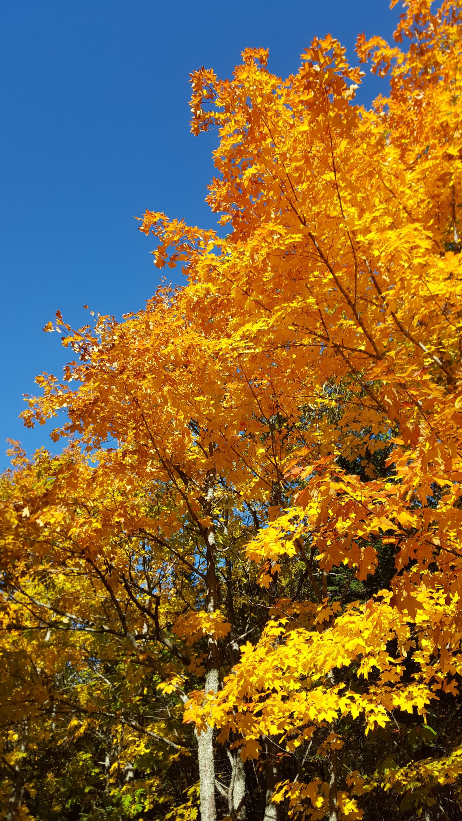 Samsung Galaxy S6 sample photo. Autumn, michigan, copper harbor photography