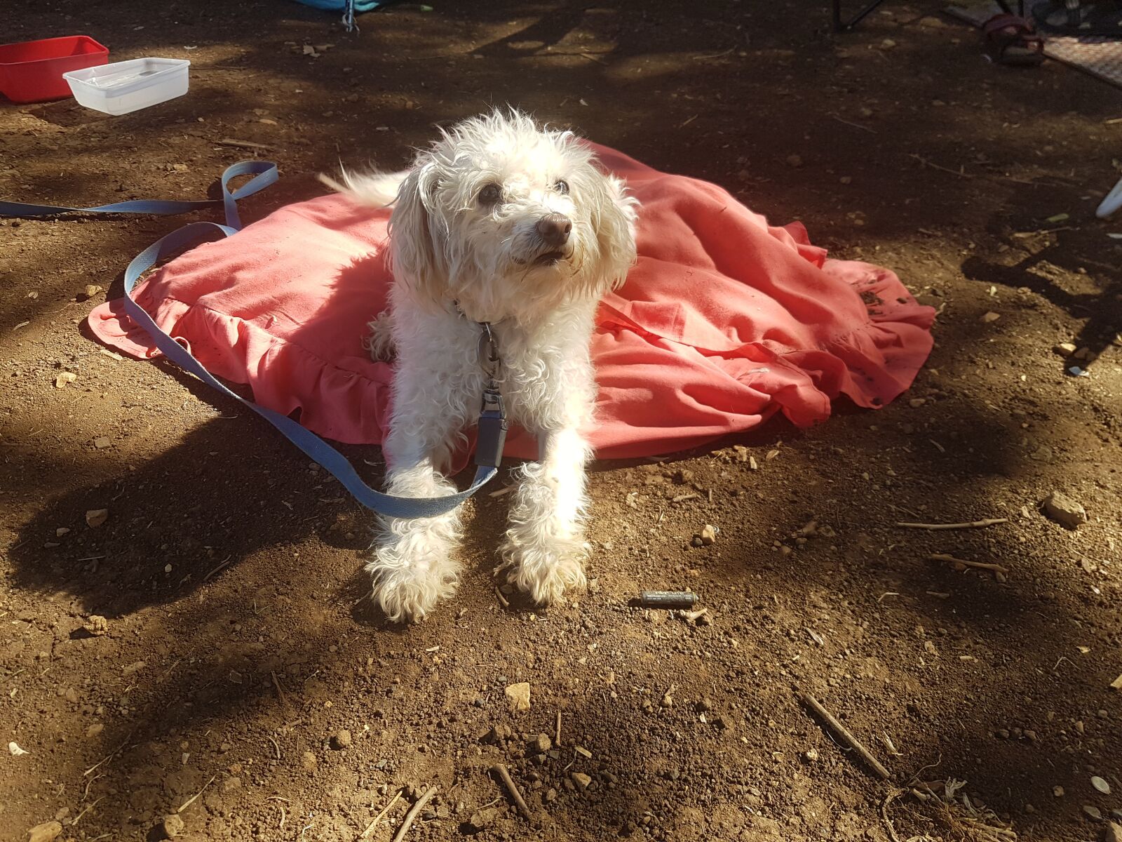 Samsung Galaxy S7 sample photo. Dog, puppy, relaxed photography