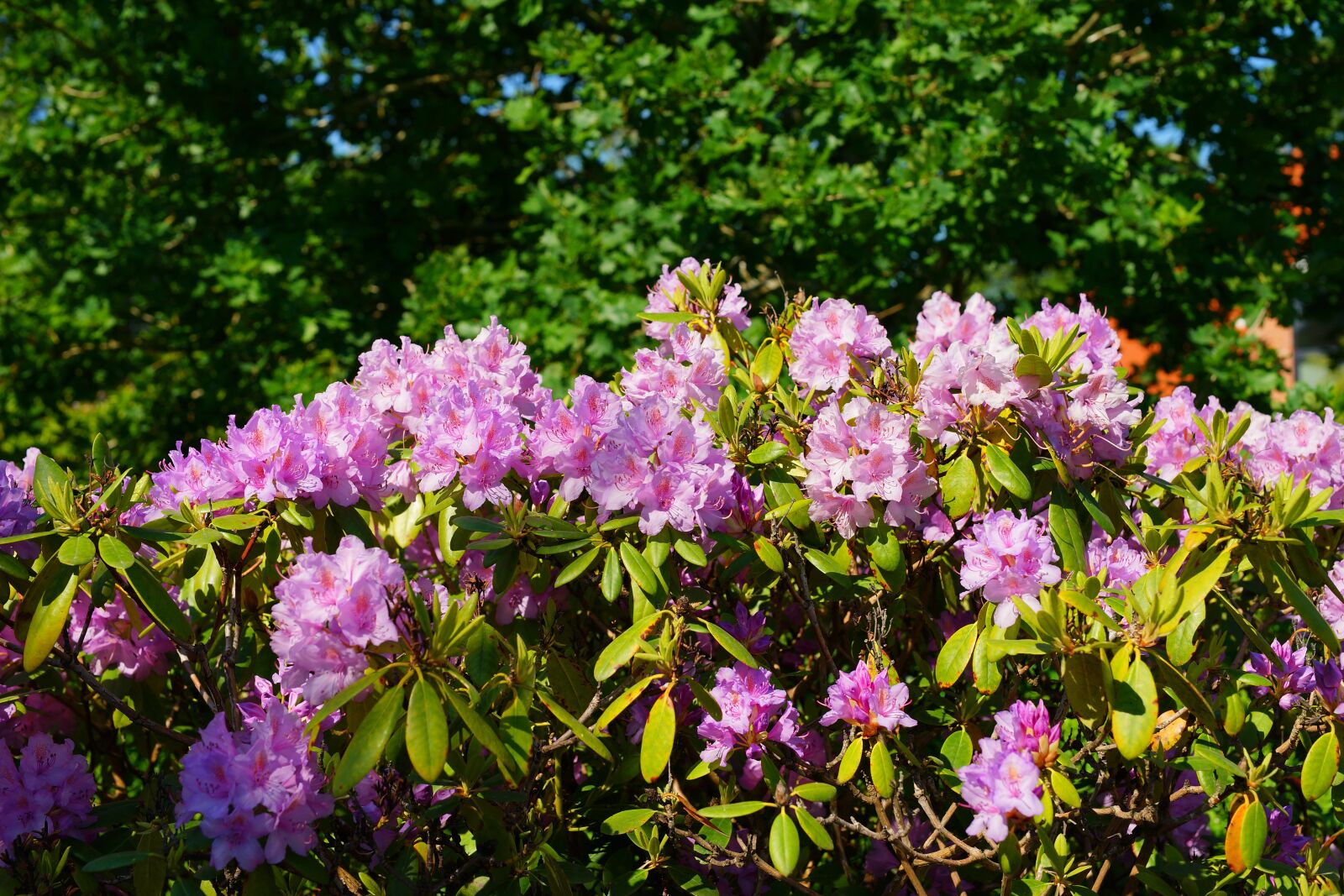 Sony a99 II + Minolta AF 50mm F1.4 [New] sample photo. Rhododendrons, flowers, bush photography