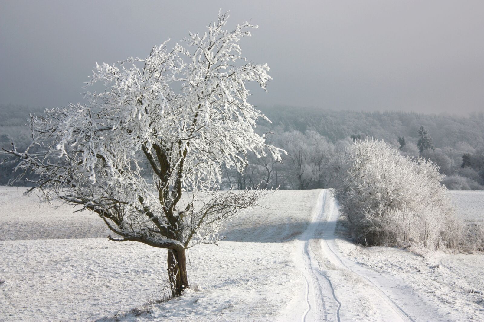 Canon EOS 450D (EOS Rebel XSi / EOS Kiss X2) sample photo. Winter, snow, forest photography