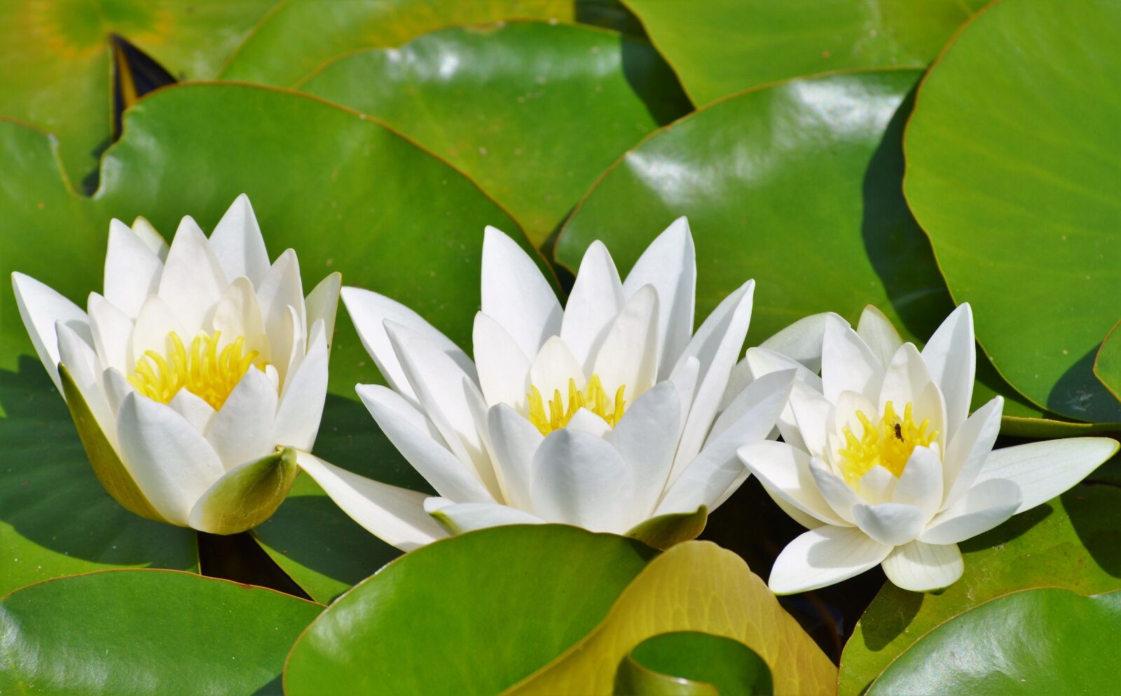 Nikon D3200 sample photo. Water lily, rose, flower photography