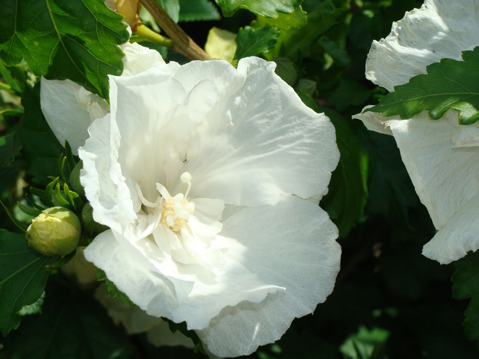 Sony Cyber-shot DSC-H10 sample photo. Flower, white, macro photography