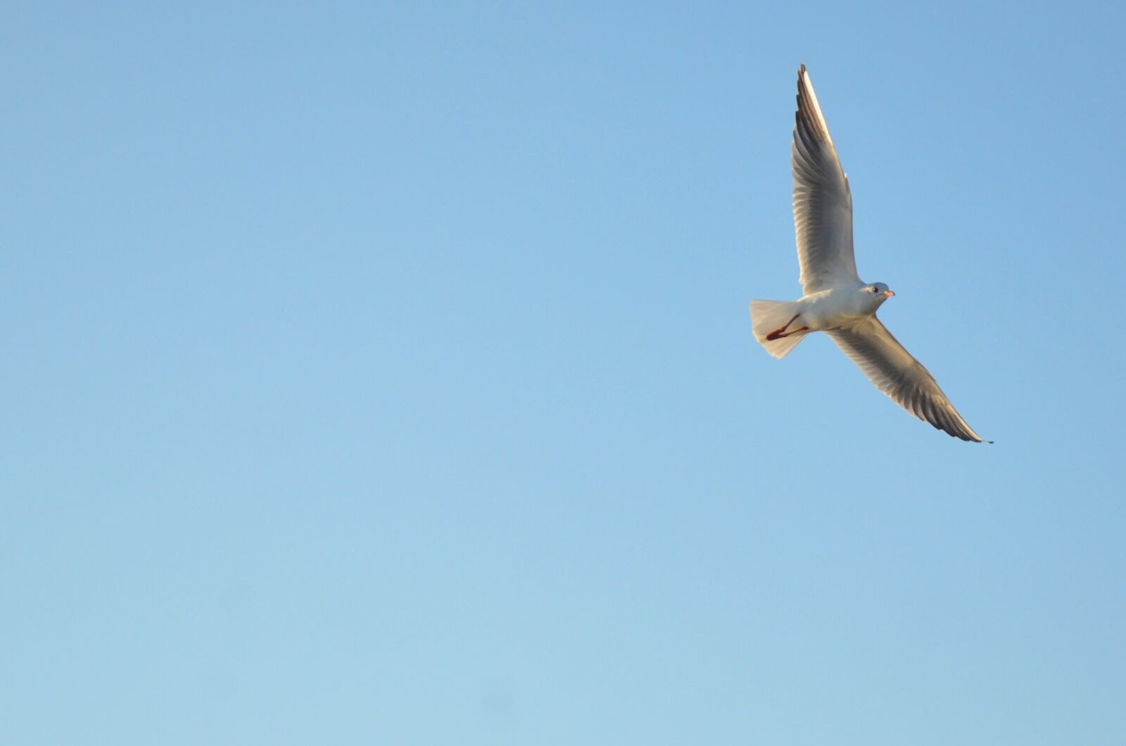 Nikon D7000 sample photo. Seagull, a bird in photography
