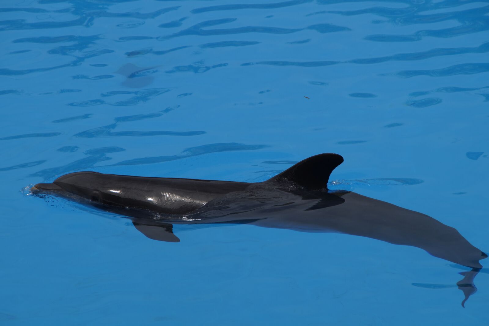 Sony SLT-A58 sample photo. Dolphin, bottlenose dolphin, marine photography