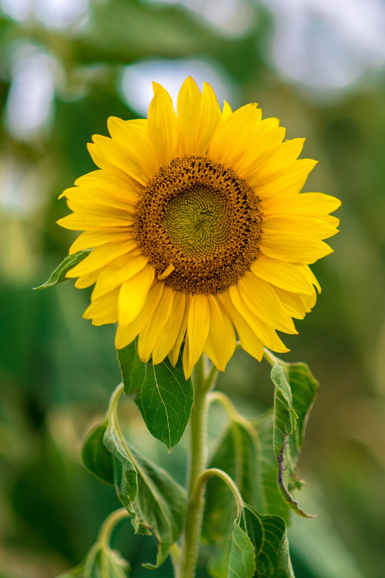 Nikon D850 sample photo. Sunflower, nature, field photography