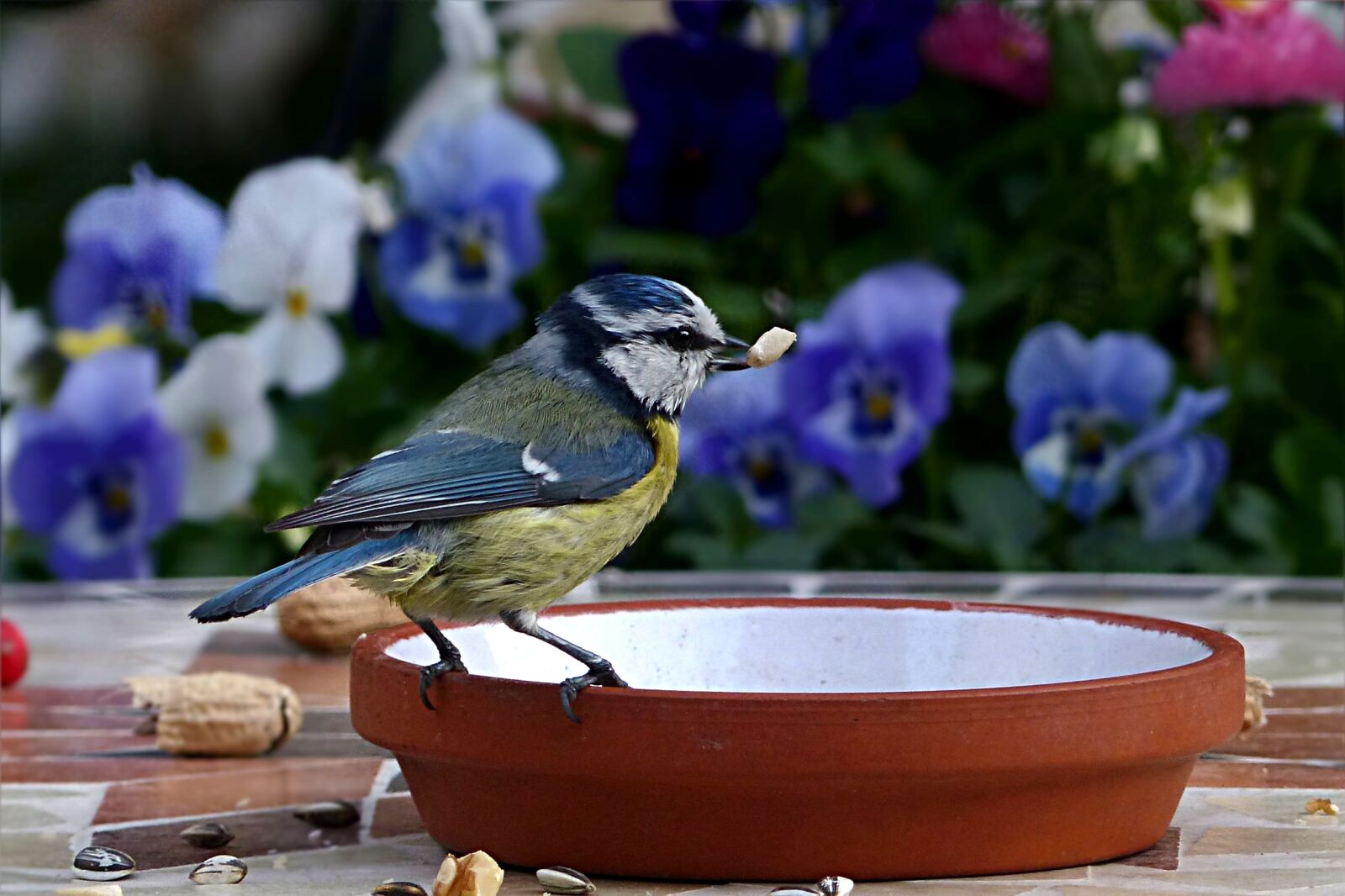 Panasonic Lumix DMC-FZ200 sample photo. Bird, tit, blue tit photography
