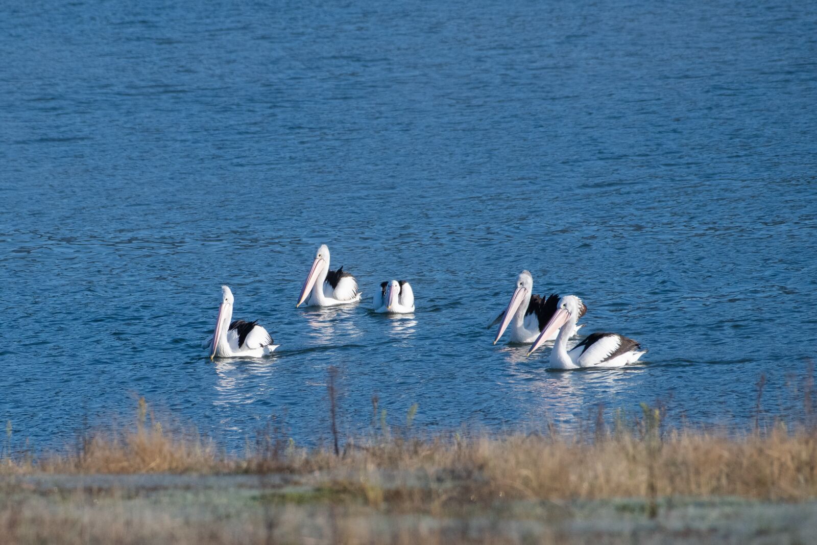 Nikon D850 sample photo. Australian pelican, australia, wild photography
