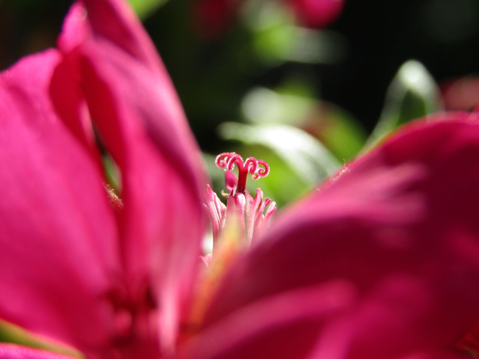 Canon PowerShot SX410 IS sample photo. Flower, stigma, flora photography