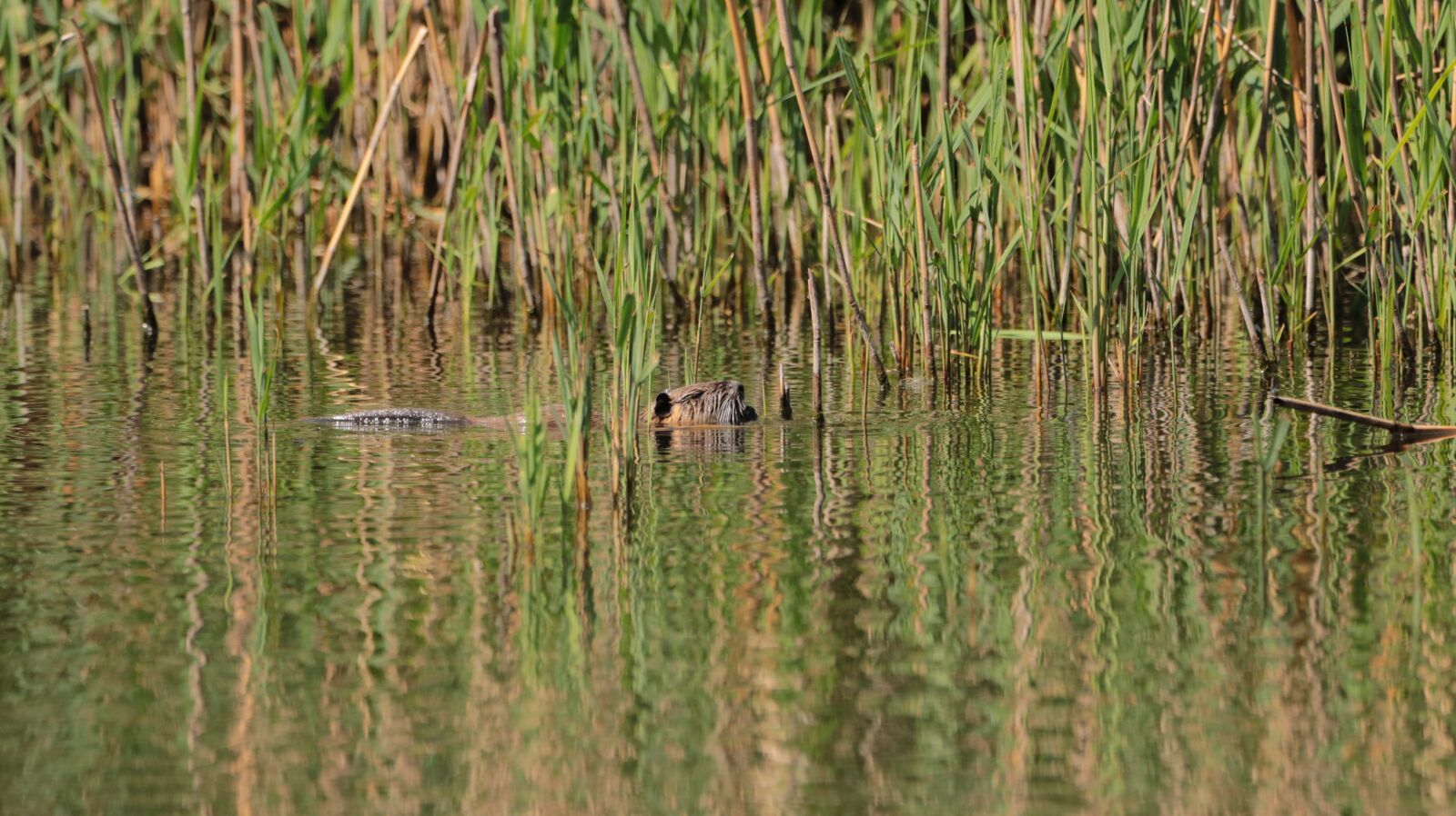 150-600mm F5-6.3 DG OS HSM | Contemporary 015 sample photo. Nutria, lake, water photography