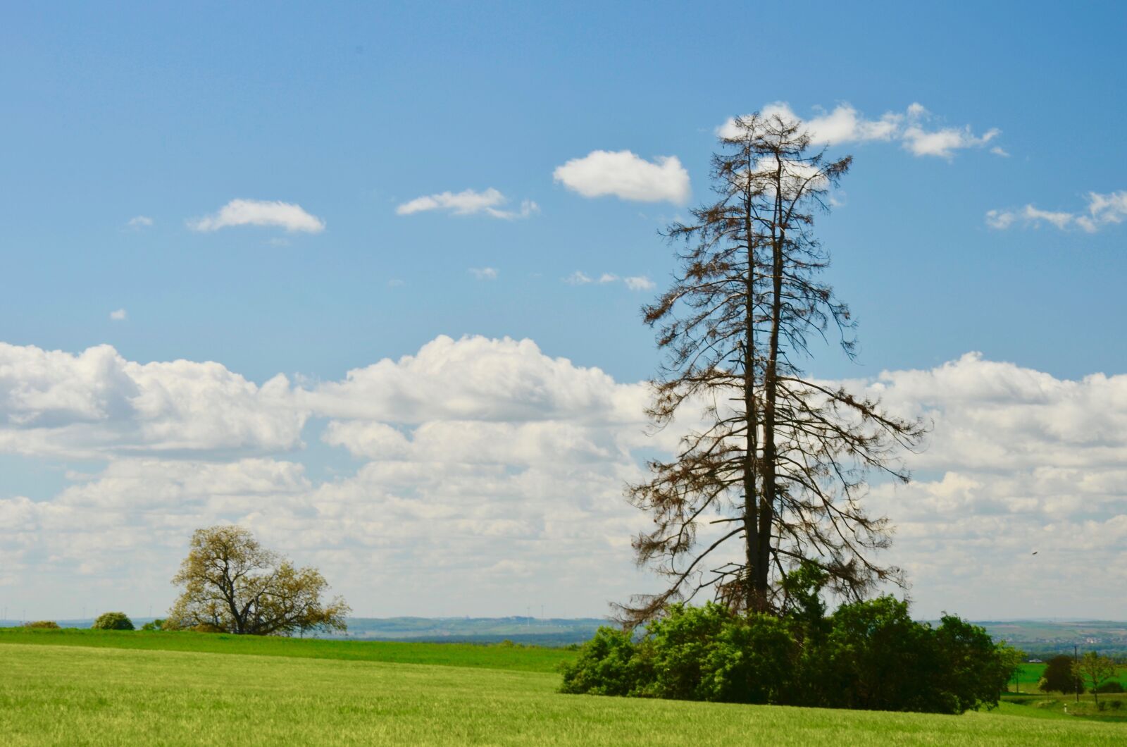 Nikon D5100 sample photo. Tree, landscape, nature photography