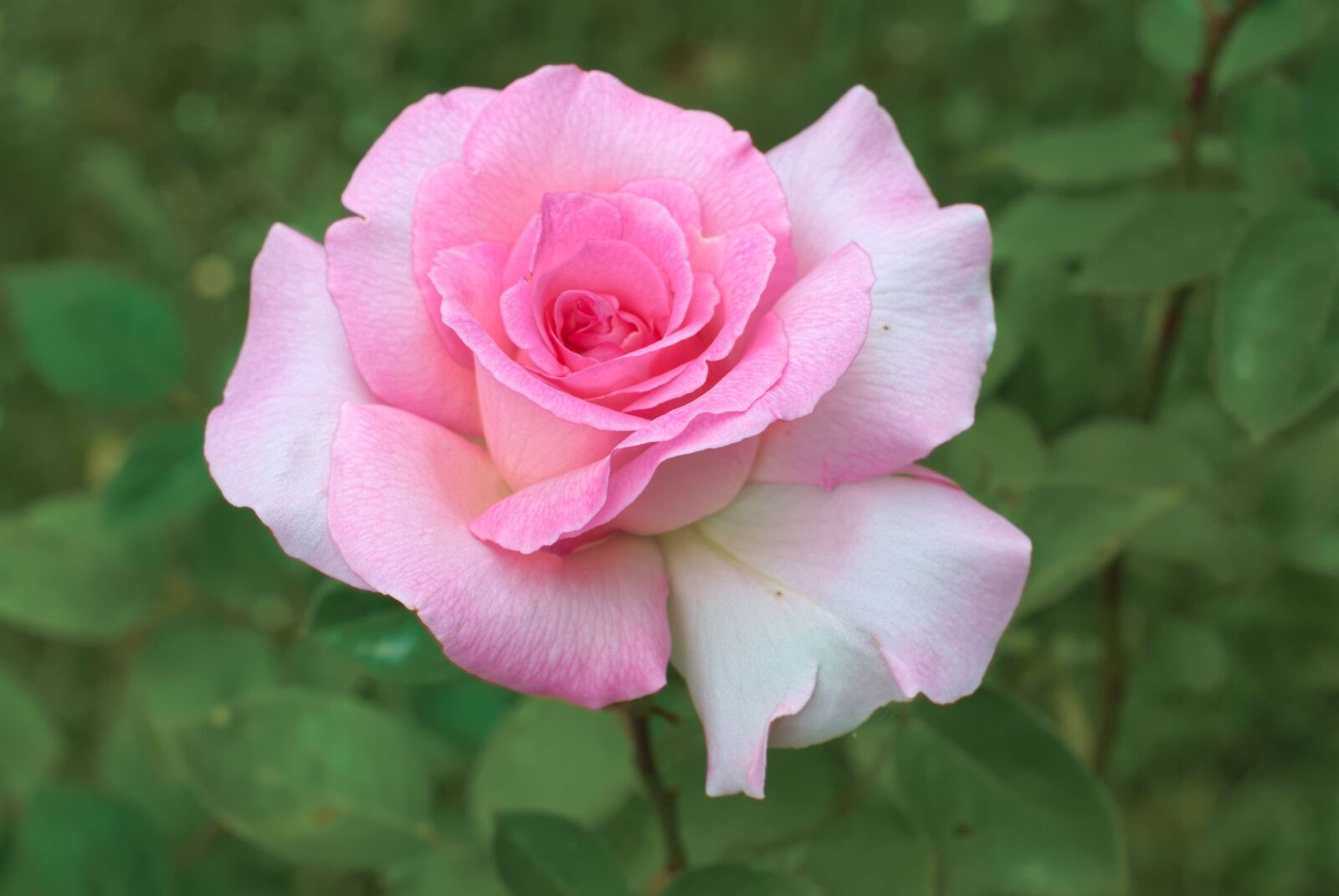 Nikon D80 sample photo. Rosa, plant, flower photography