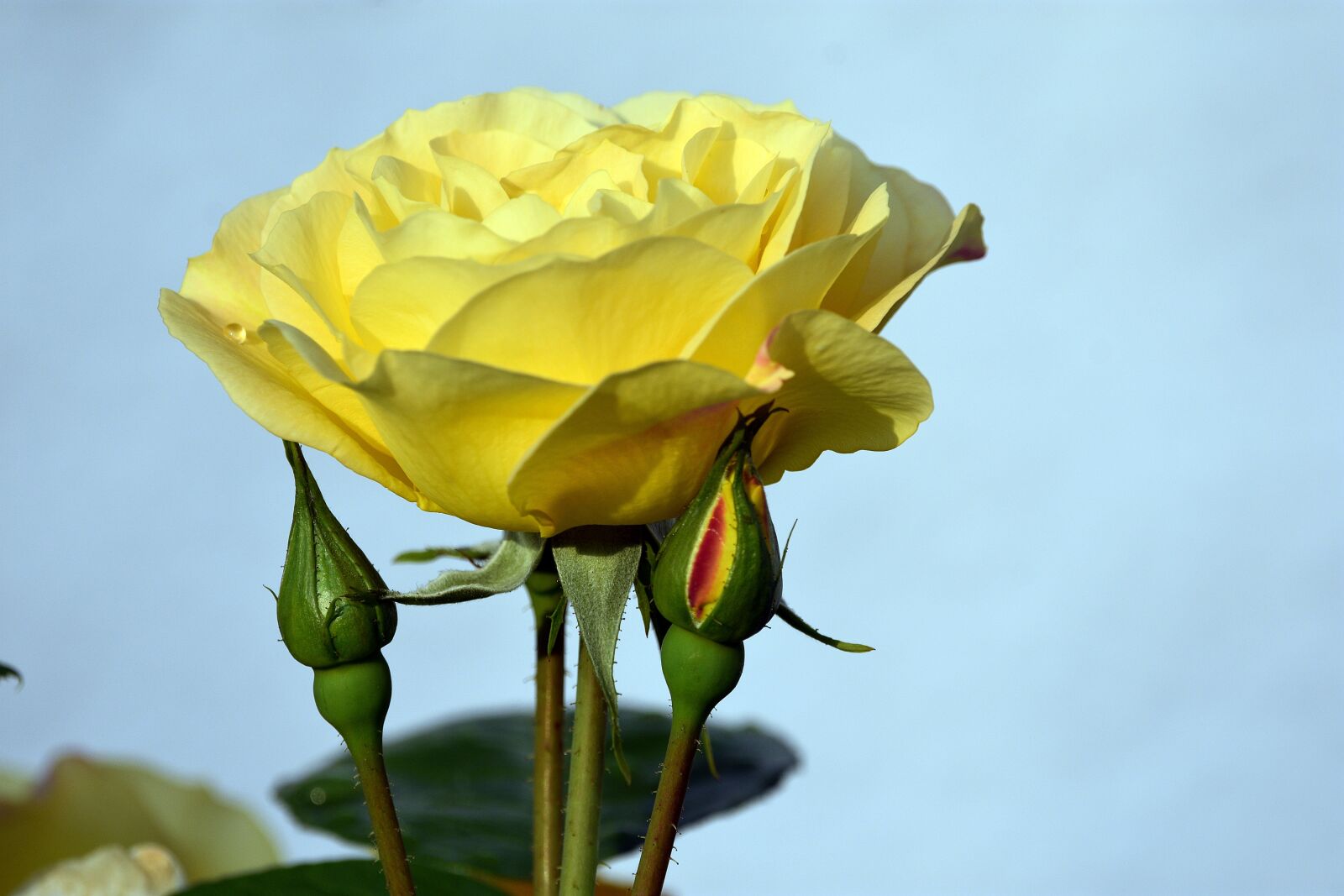 Nikon D3400 sample photo. Rose, roses, flower photography