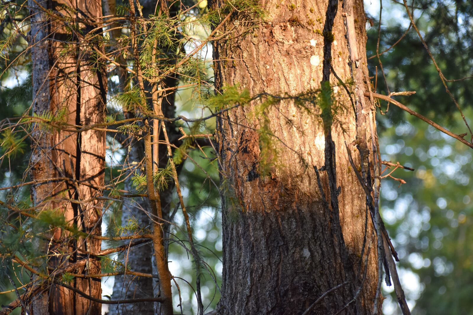 Nikon D5600 sample photo. Trees, sunset, mood photography