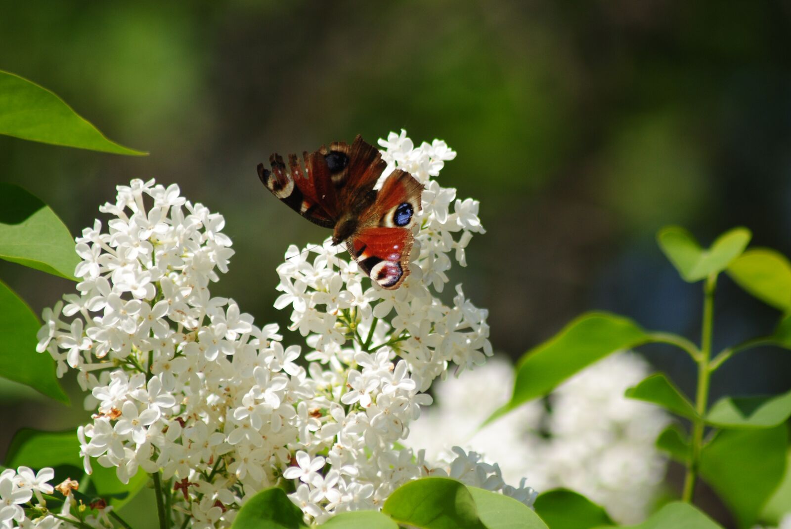 Nikon D3000 sample photo. Butterfly, flora, spring photography