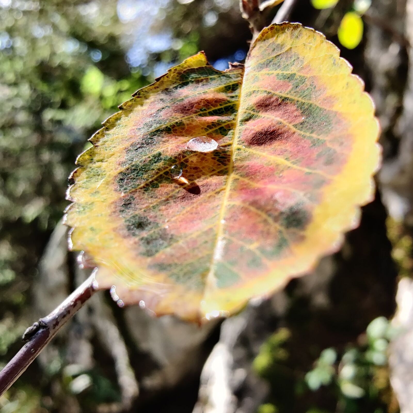 OnePlus HD1903 sample photo. Leaf, drip, rain photography