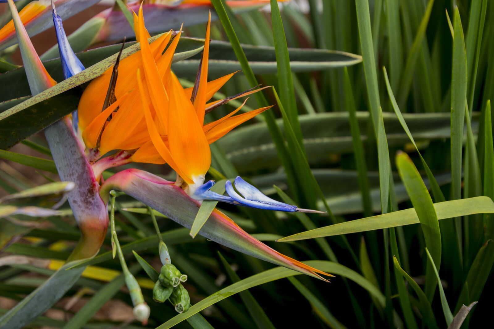 Canon EOS 700D (EOS Rebel T5i / EOS Kiss X7i) sample photo. Flower, nature, green photography