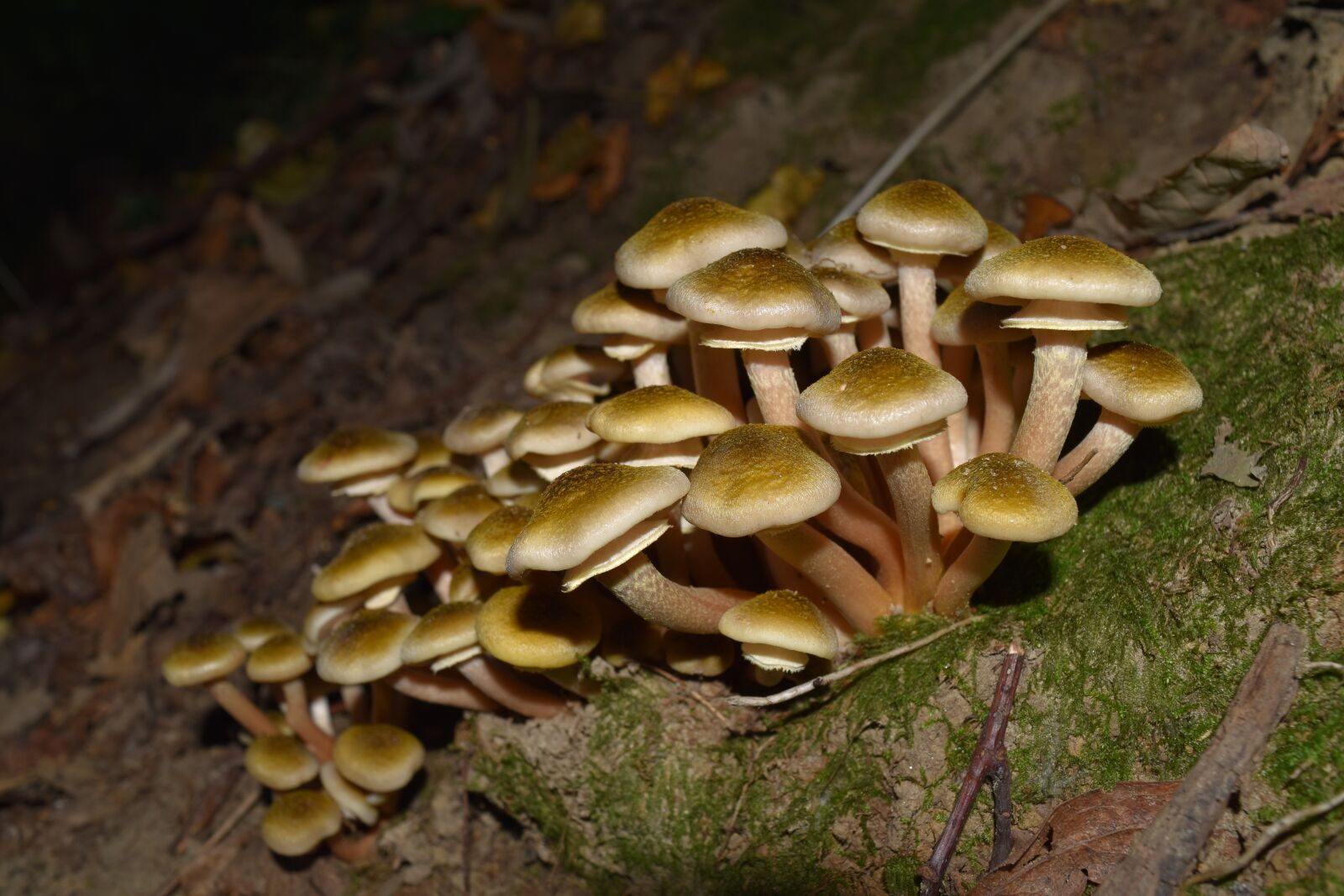 Nikon D5500 sample photo. Cavanaugh, mushrooms, armillaria mellea photography