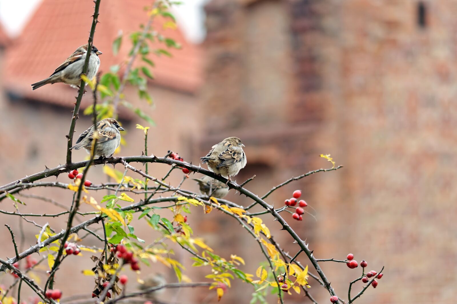Nikon D5100 sample photo. Birds, small, name photography