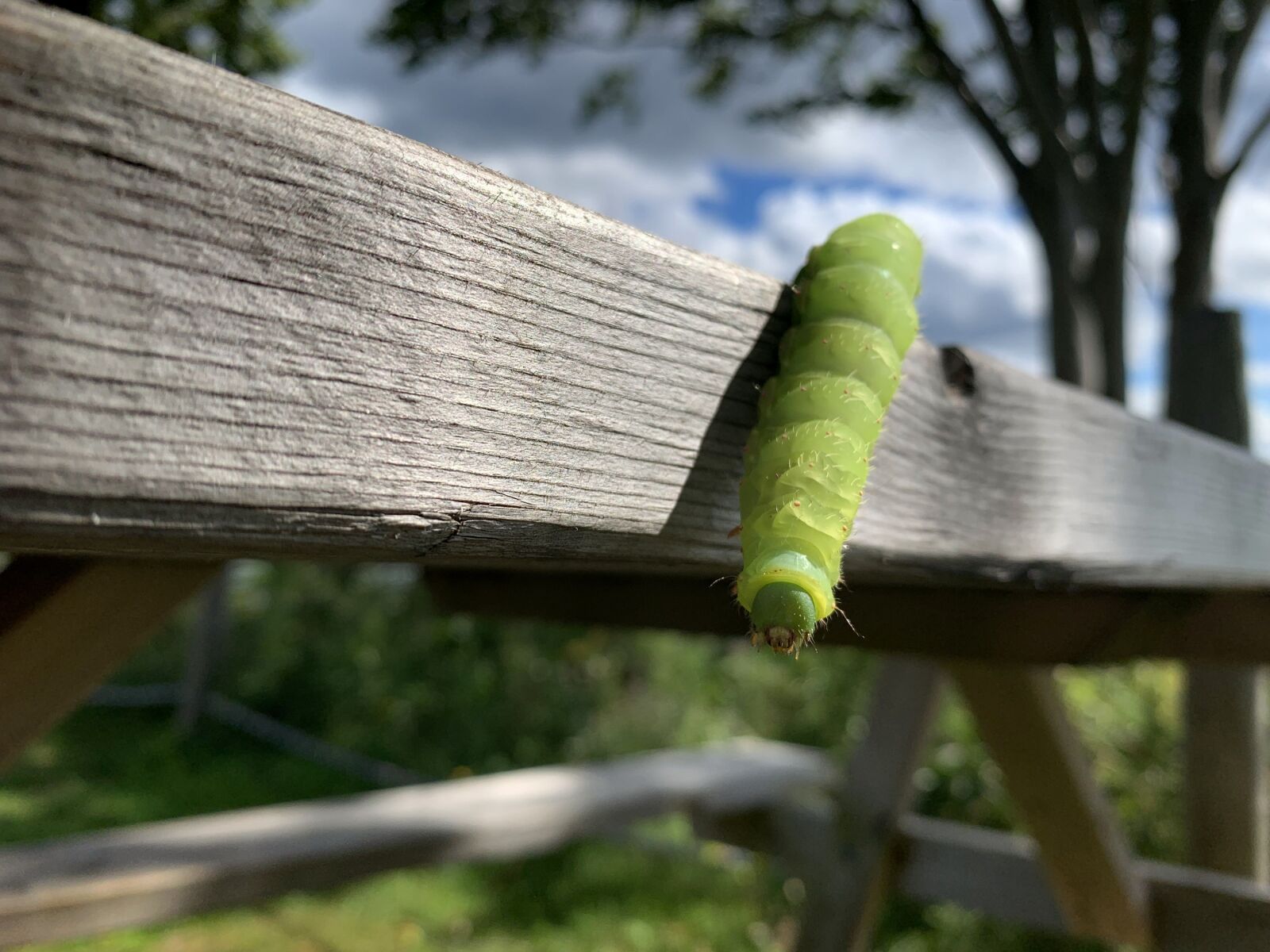 Apple iPhone XR sample photo. Caterpillar, animal, insect photography
