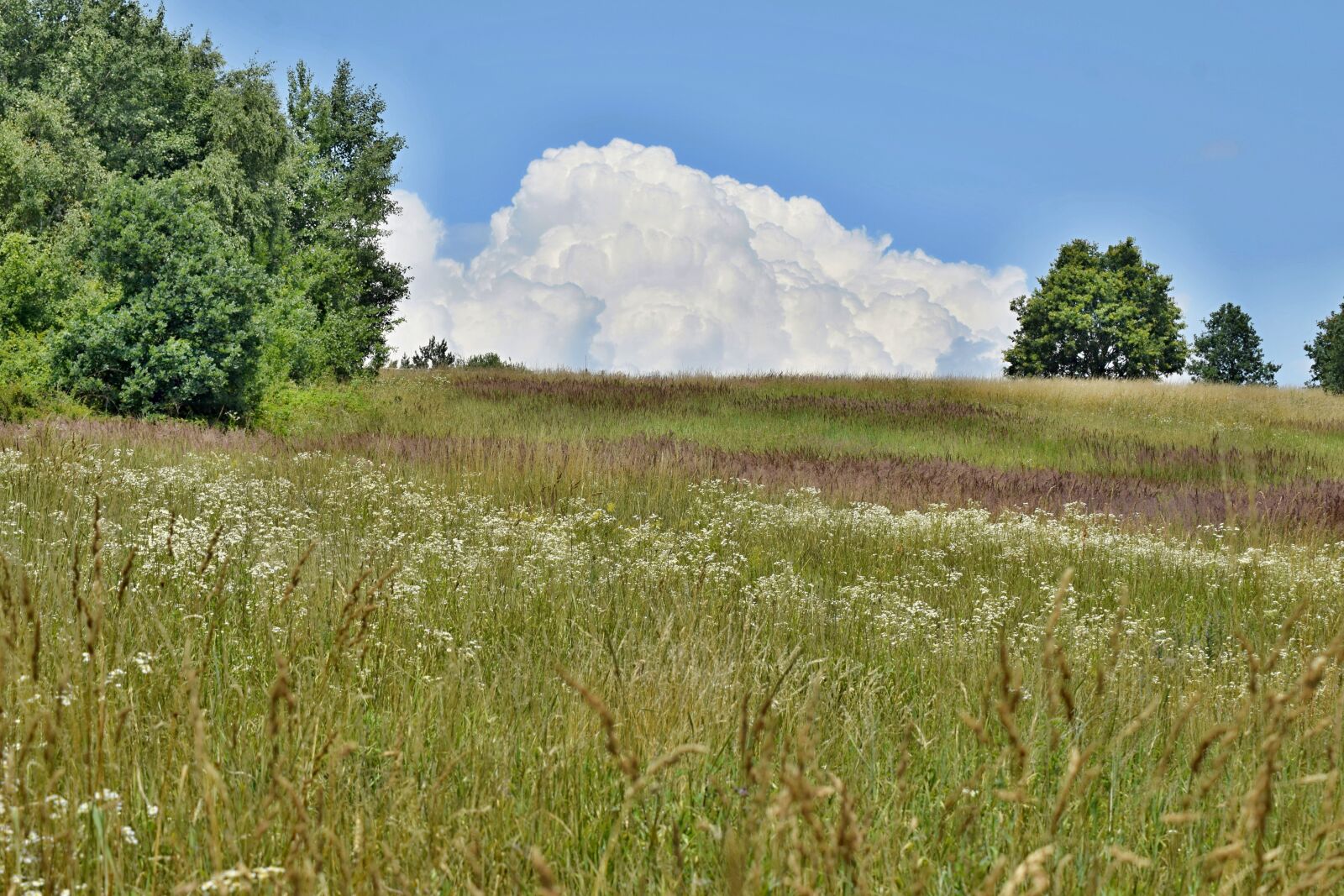 Nikon D5300 sample photo. Country, forest, meadow photography