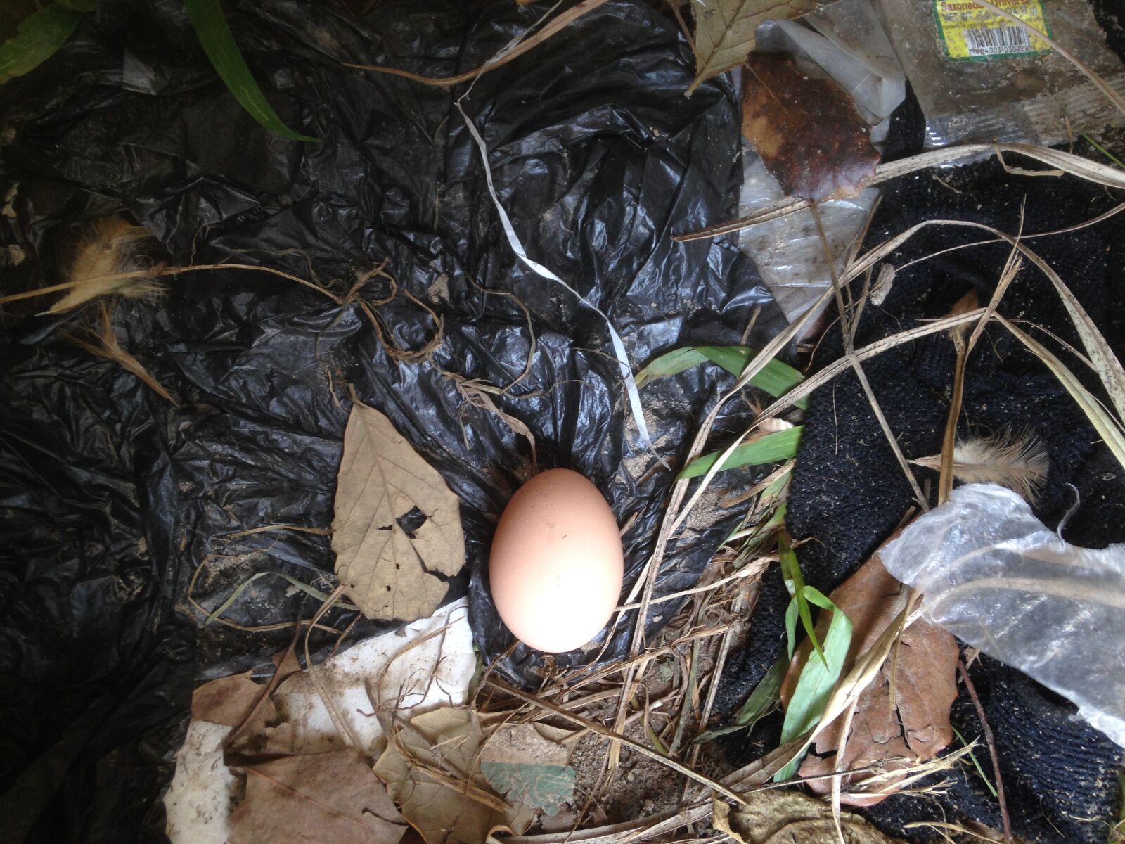 iPhone 5c back camera 4.12mm f/2.4 sample photo. Animal, farming, bird, nest photography