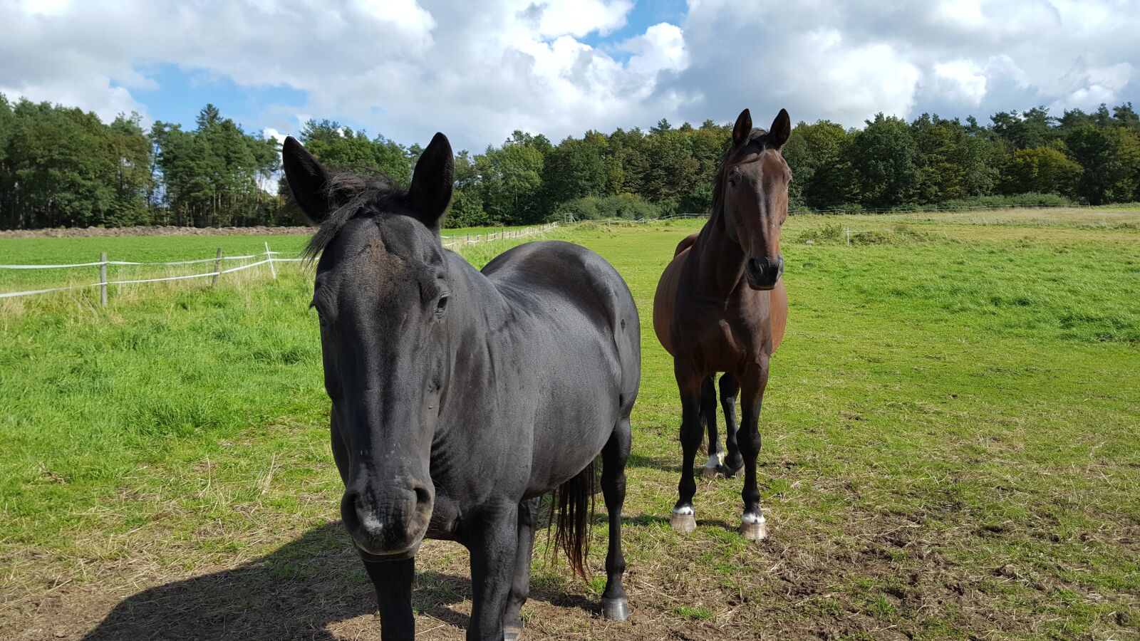 Samsung GALAXY S6 edge sample photo. Horses, coupling, grazing photography