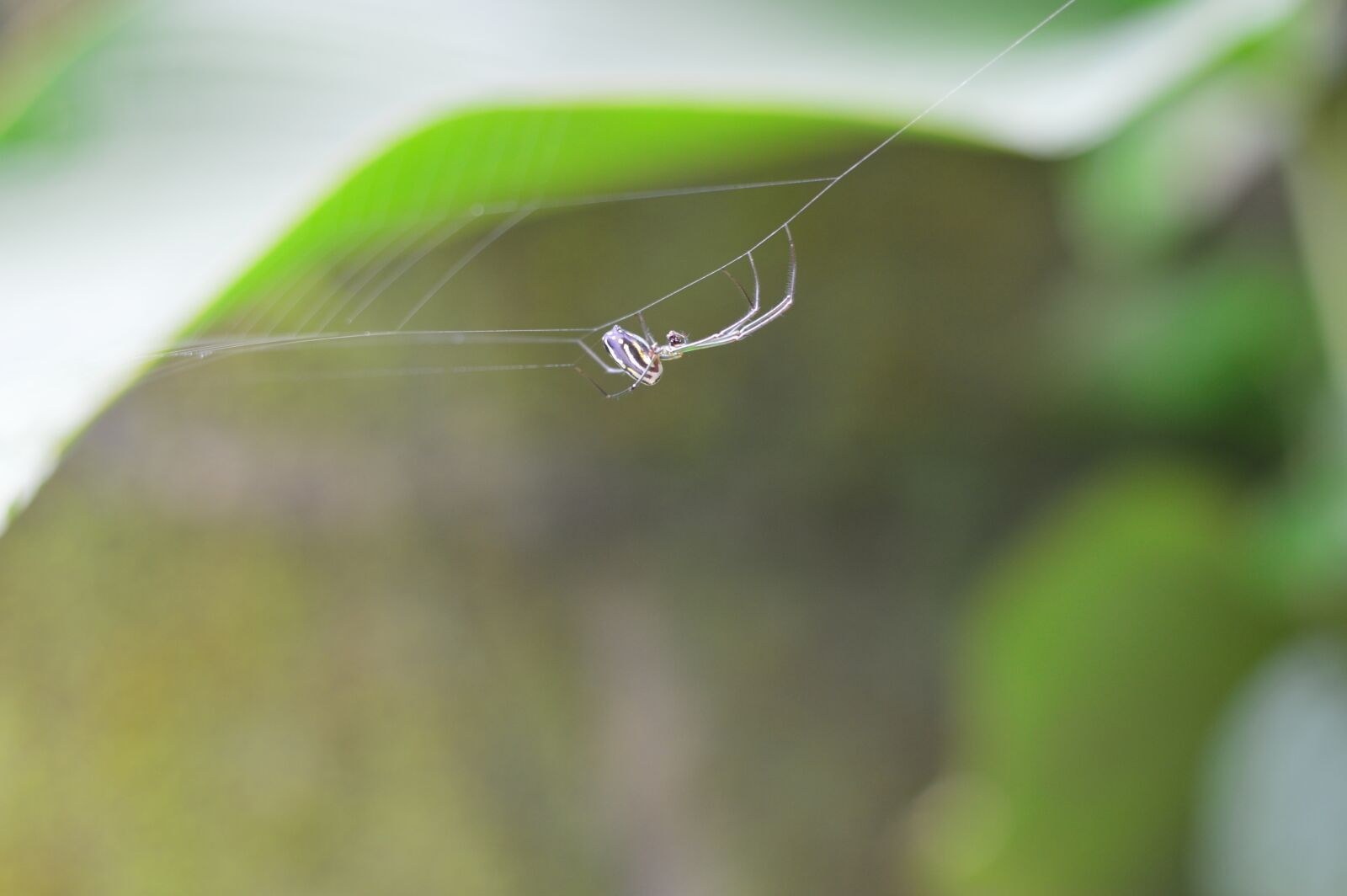 Nikon D3200 sample photo. Nature, network, wild life photography