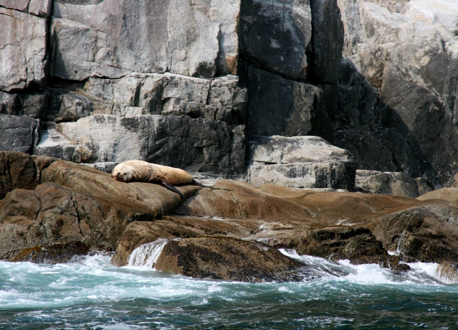 Canon EOS 400D (EOS Digital Rebel XTi / EOS Kiss Digital X) sample photo. Stellar sea lion, rocks photography