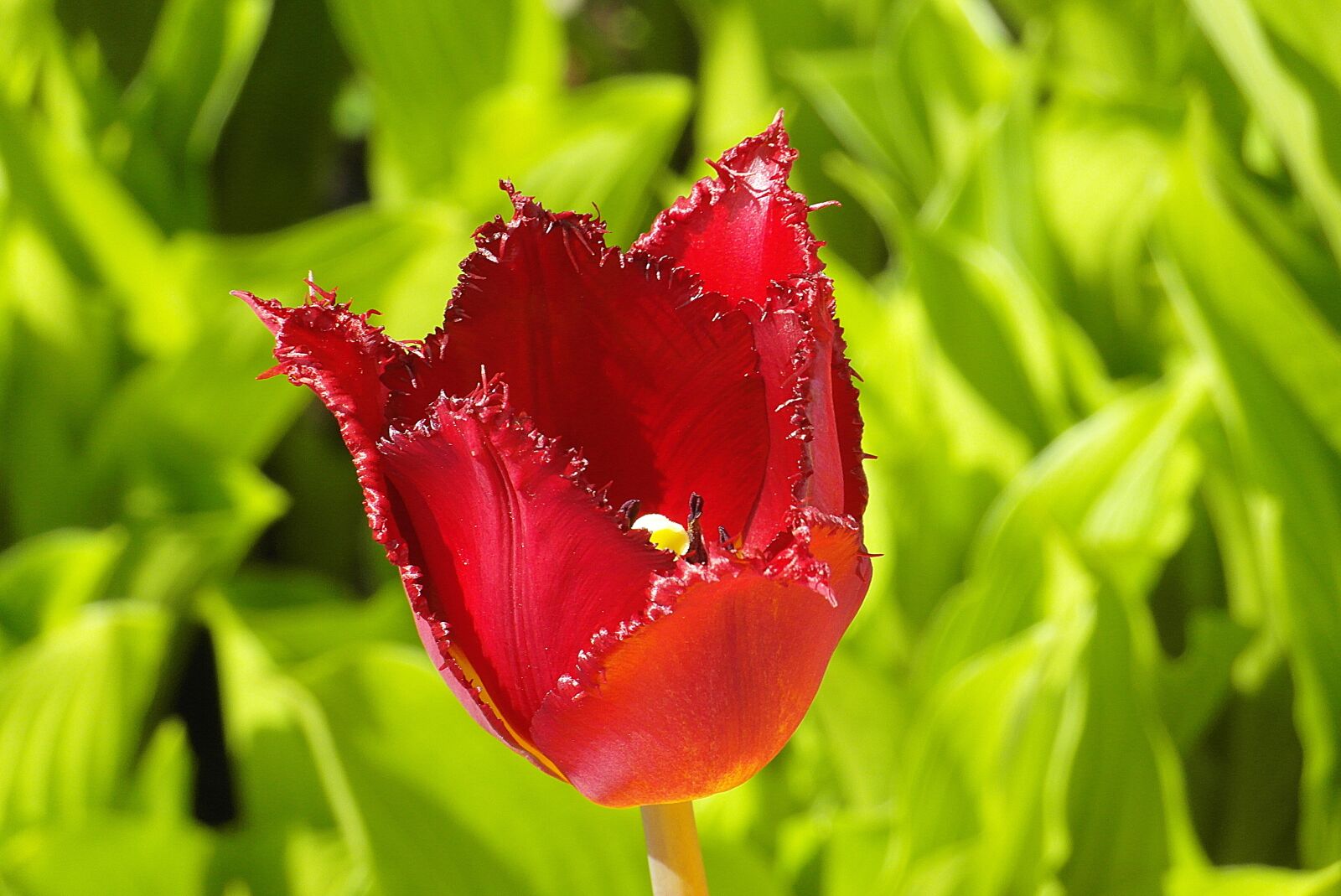 Samsung WB750 sample photo. Tulip, jagged, fryzowany photography