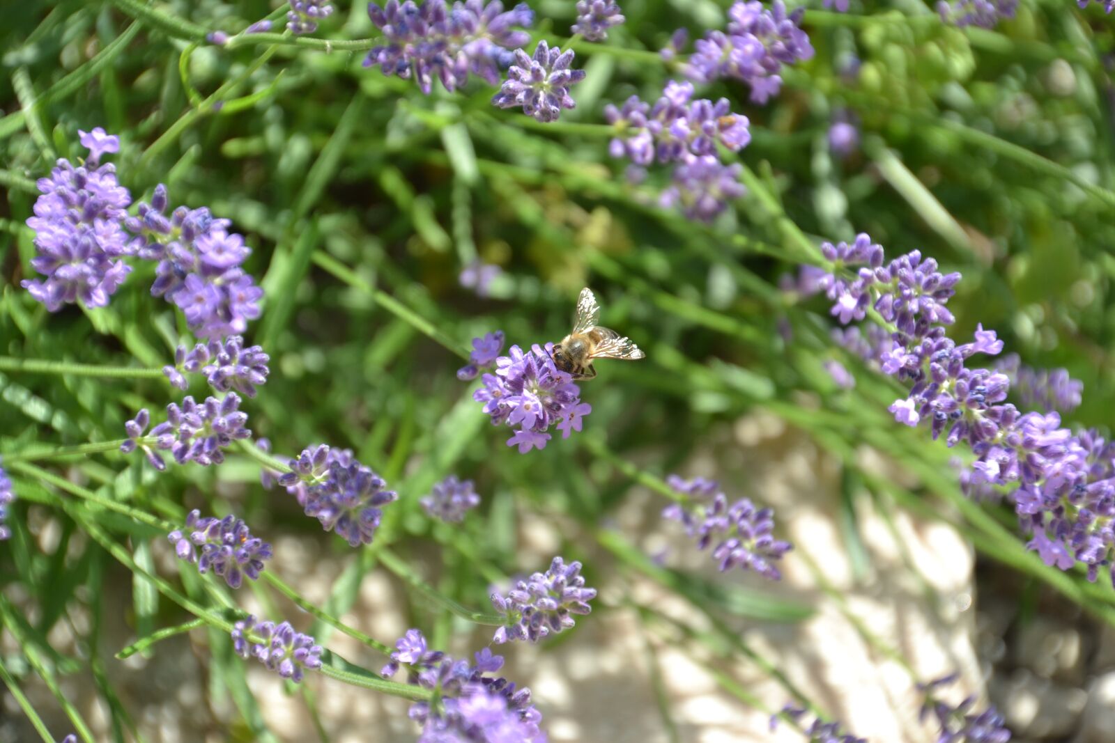 Nikon D3100 sample photo. Lavender, purple, violet photography