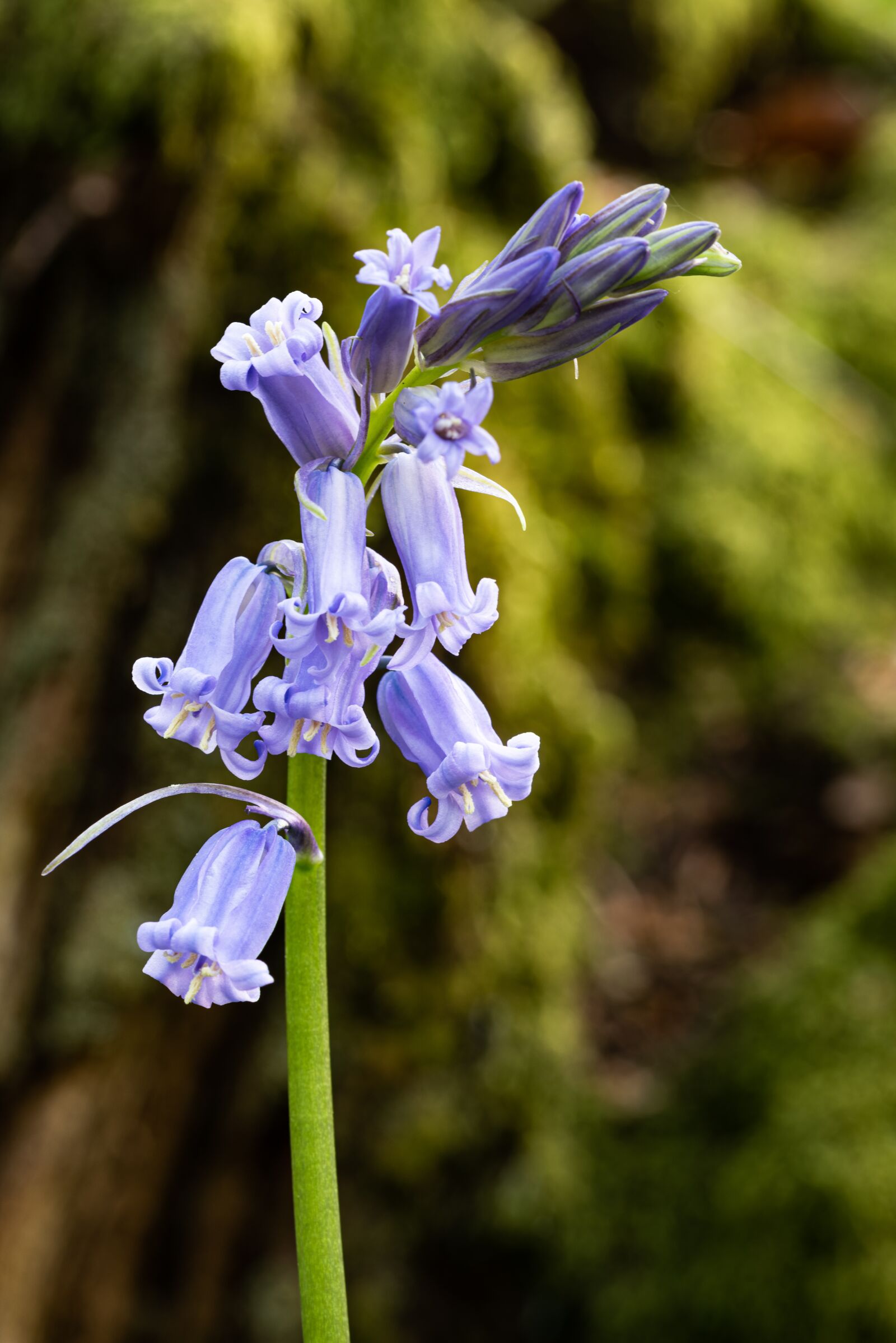 Nikon D810 sample photo. Bluebells, plant, nature photography