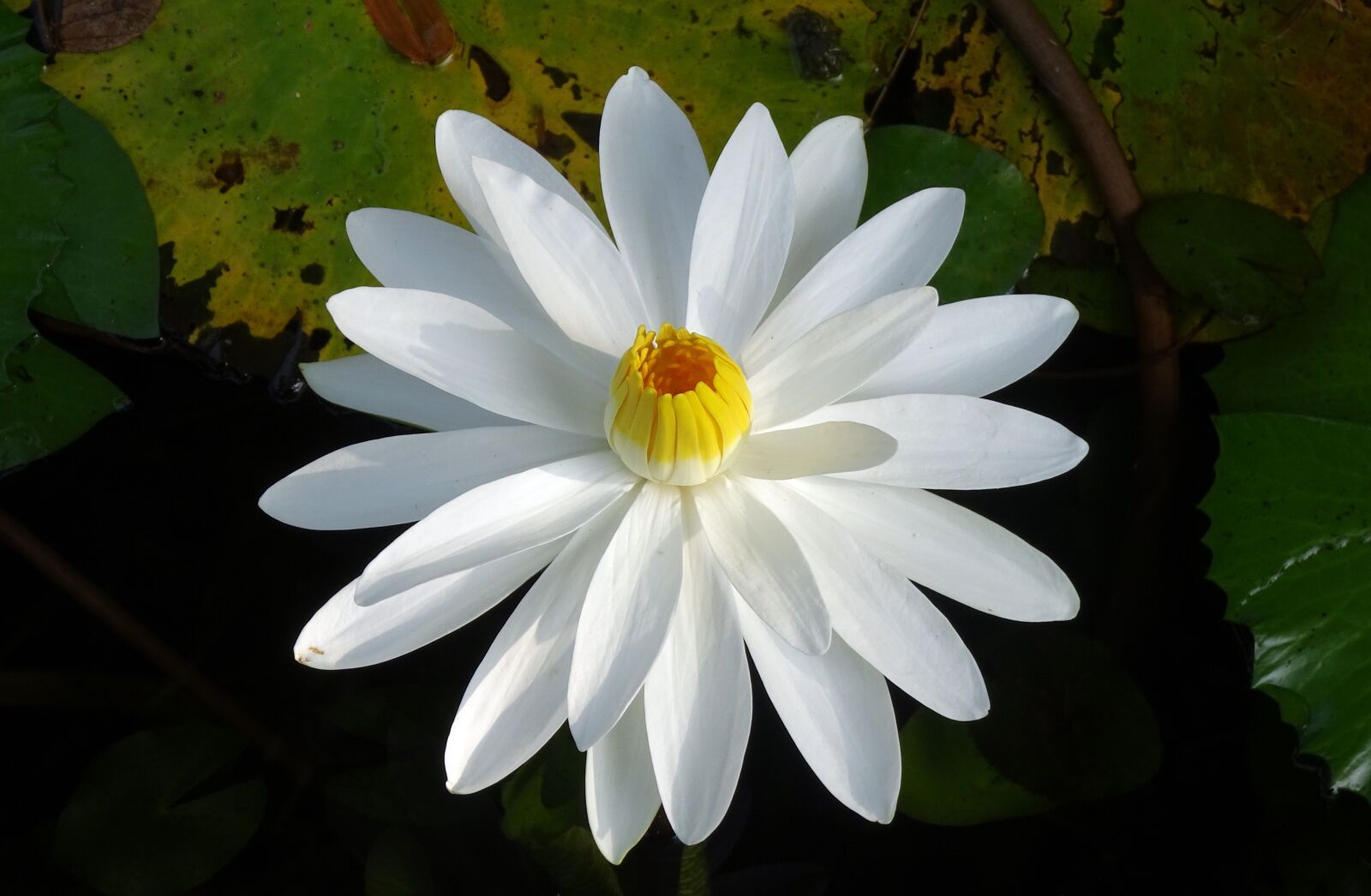 Sony Cyber-shot DSC-HX90V sample photo. Lily, water lily, white photography