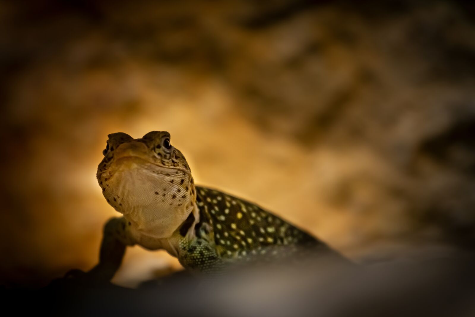 Canon EOS 7D sample photo. Mini gekko, cave, animal photography