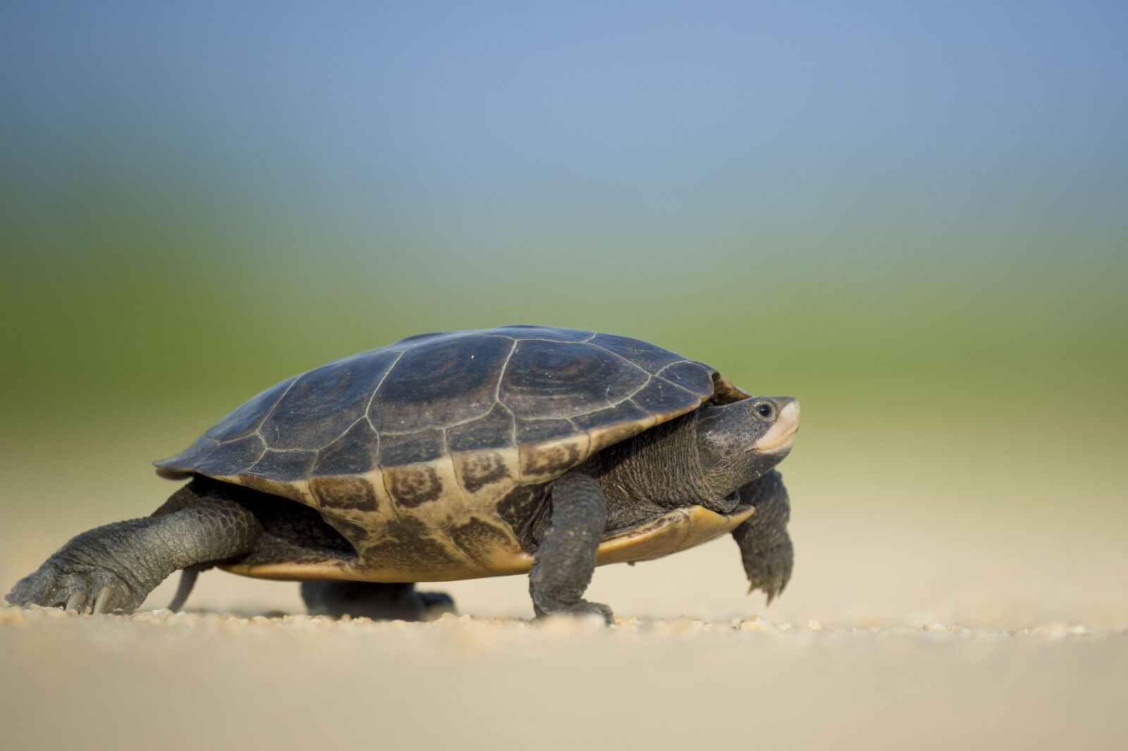 Nikon D4S sample photo. Amphibian, turtle, animal photography