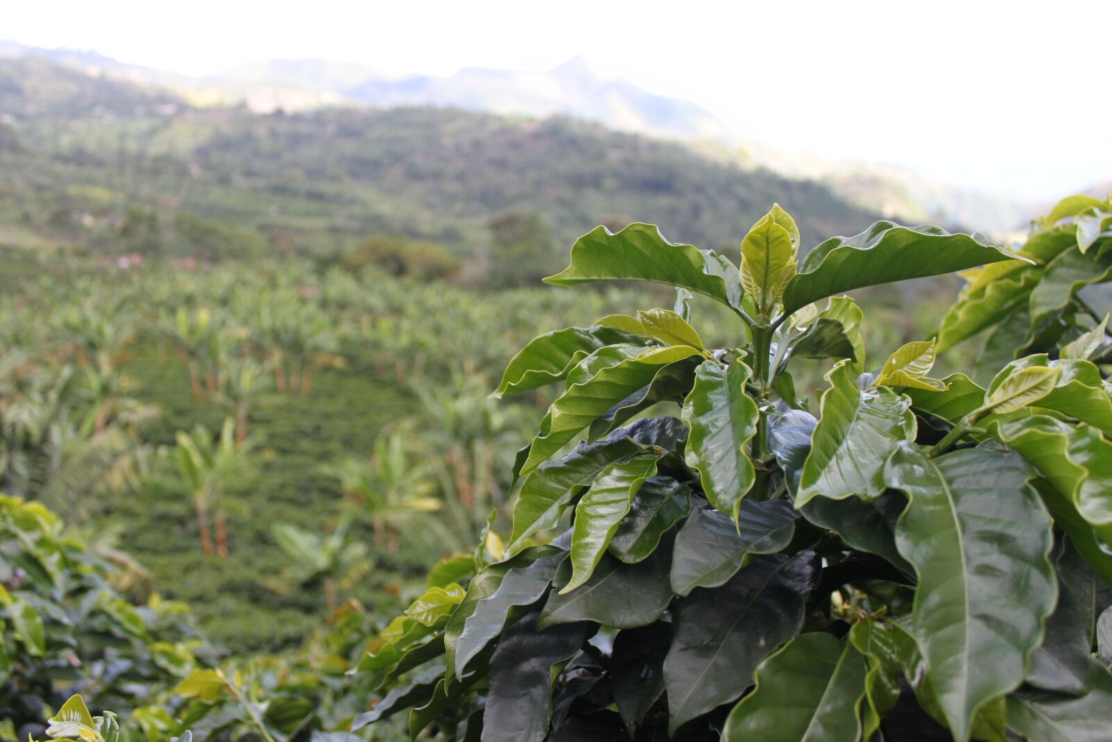 Canon EOS 500D (EOS Rebel T1i / EOS Kiss X3) sample photo. Coffee, colombia, green photography