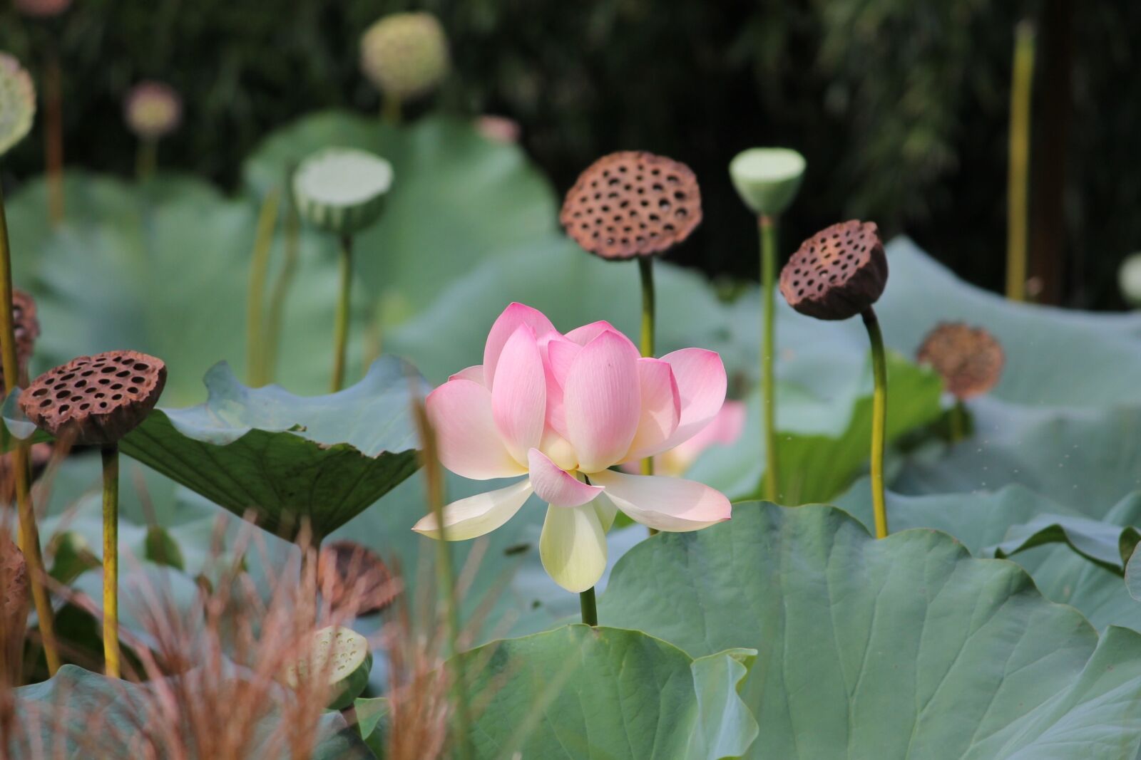 Canon EOS 1100D (EOS Rebel T3 / EOS Kiss X50) sample photo. Beautiful, bloom, blooming photography