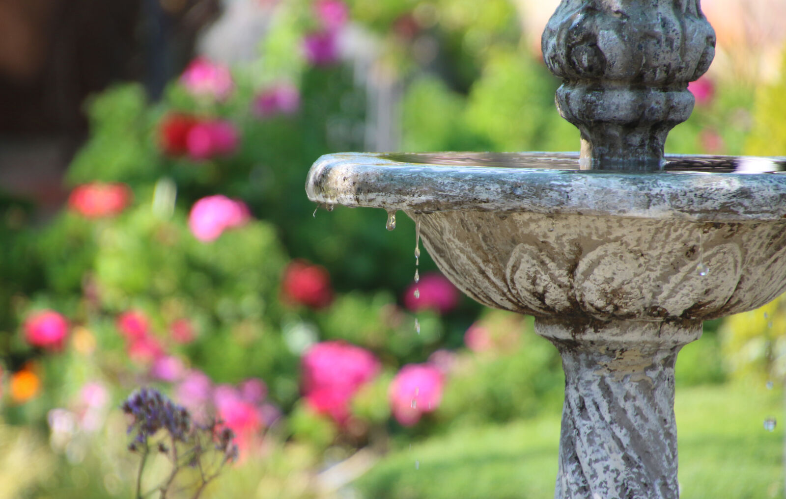 Canon EOS 7D Mark II sample photo. Colorful, concrete, drops, flowers photography