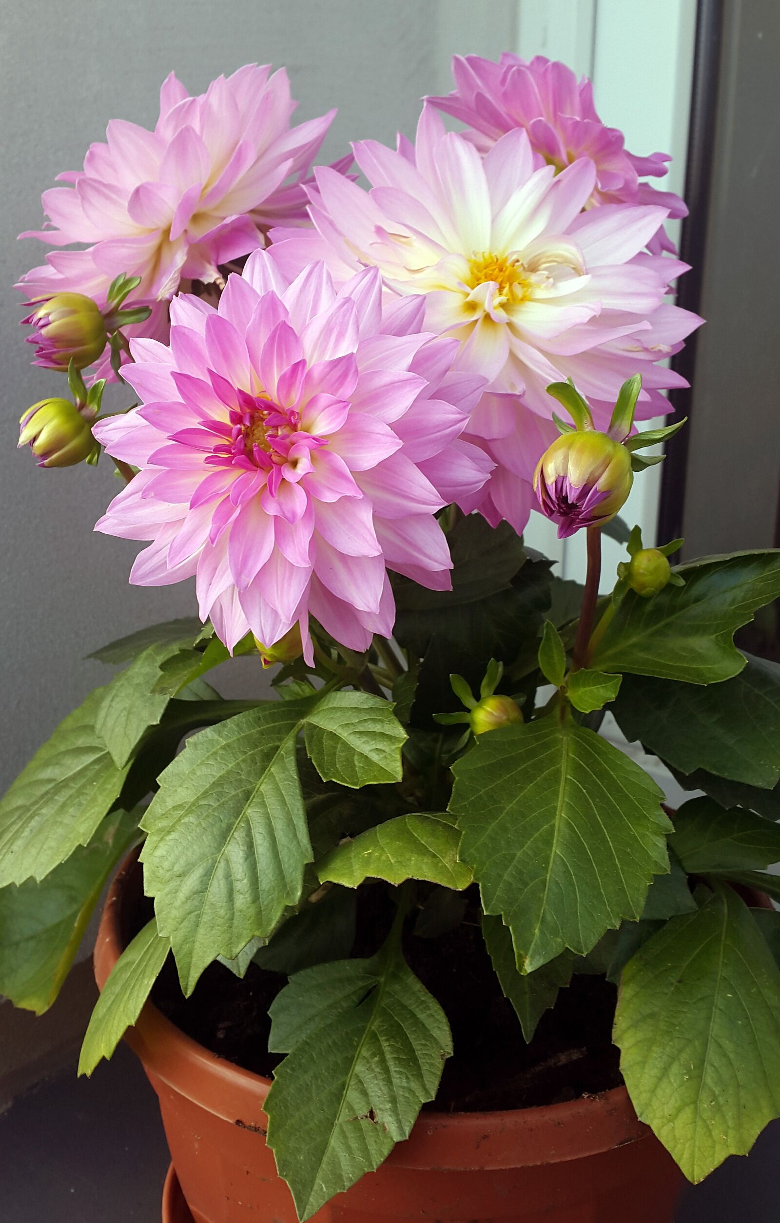 Samsung Galaxy Alpha sample photo. Flower, pink, nature photography