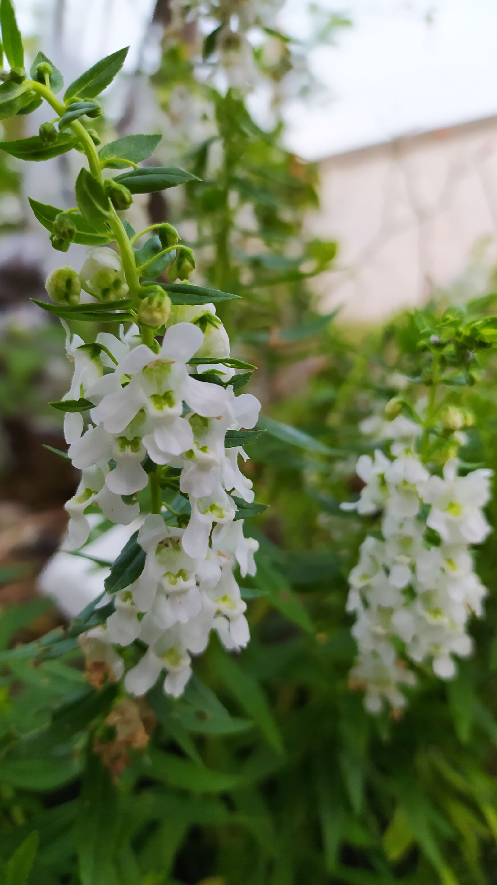 Xiaomi Redmi Note 8 sample photo. Flowers, plant, white flowers photography