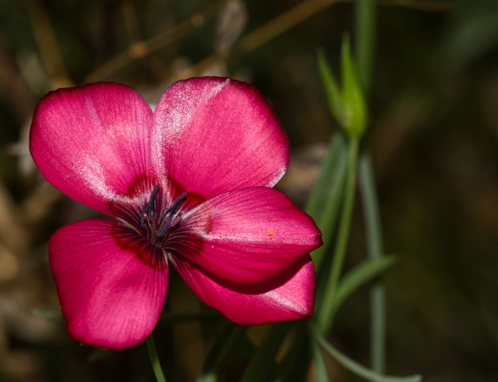Nikon D5500 sample photo. Flower, blossom, bloom photography