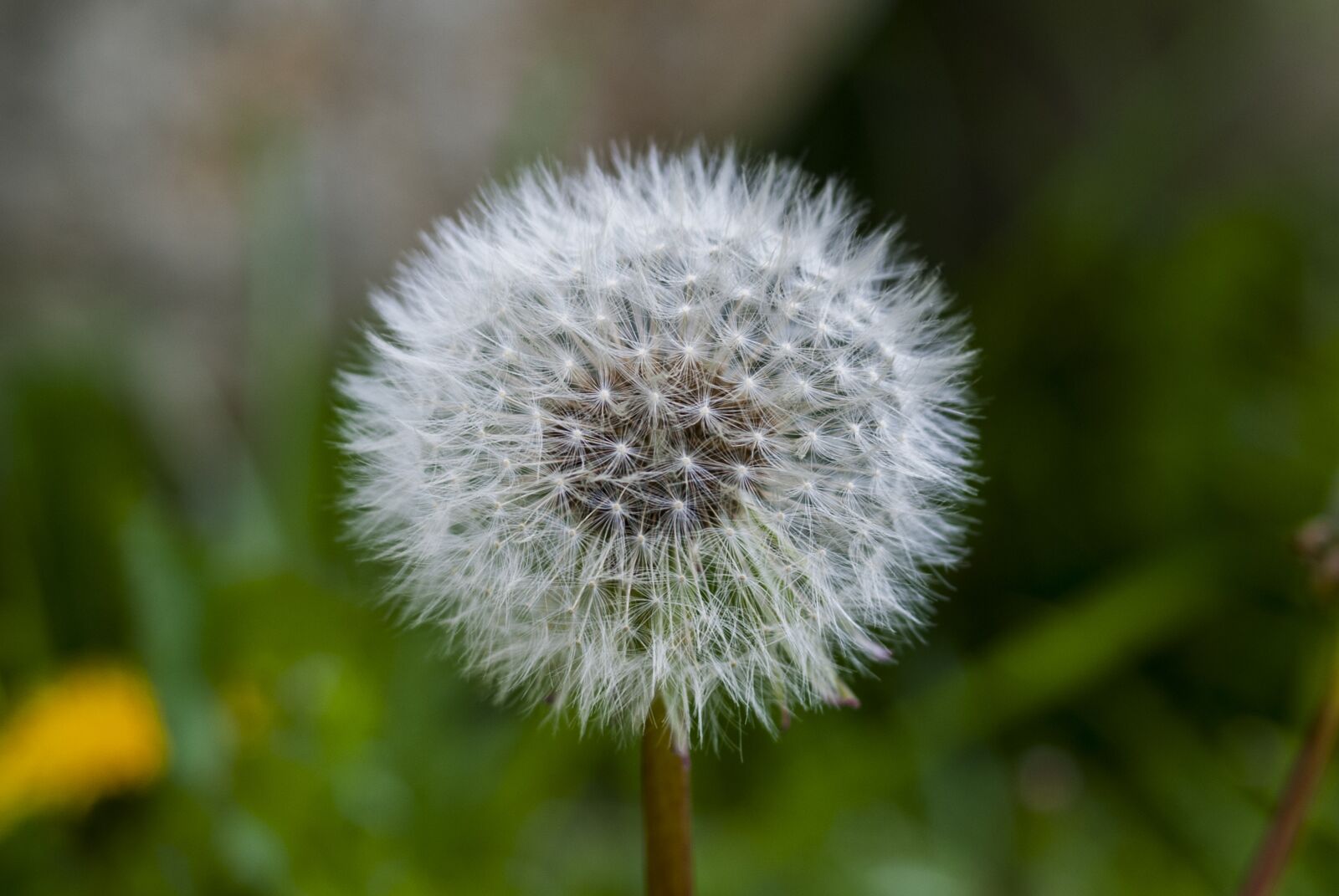Nikon D60 sample photo. Dandelion, foreground, plant photography
