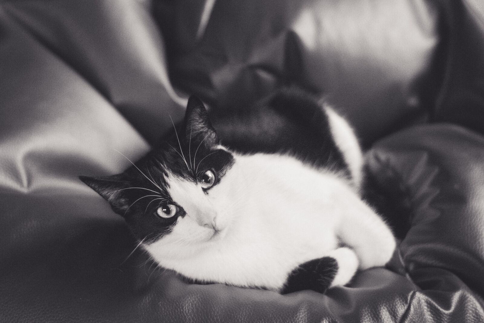 Nikon D5200 sample photo. Cat, kitten, tomcat photography